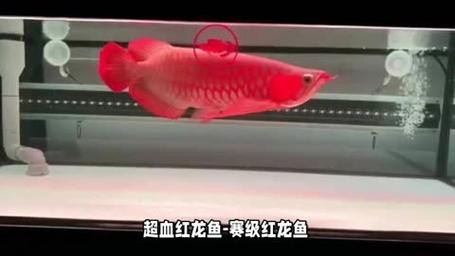 給我幾張不同品種的紅龍過背圖片