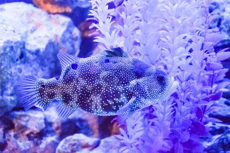魚缸圖片效果圖高清大圖（魚缸與家具搭配技巧室內(nèi)魚缸自然元素布置方法高清魚缸壁紙下載）