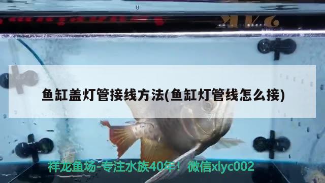 北京東方神逸水族經營中心：打造全新水族世界水族世界水族館（北京東方神逸水族經營中心：打造全新水族世界）