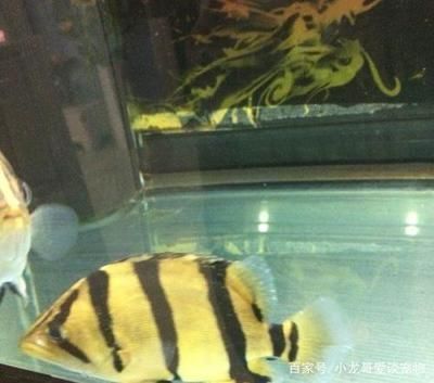 龍魚為什么要打架（如何防止龍魚打架）
