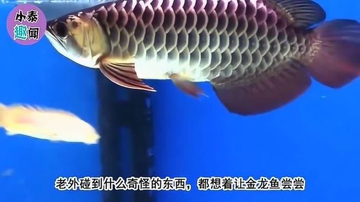 金龍魚捕食（金龍魚捕食習性相當顯著，金龍魚的捕食習性體現(xiàn)了其兇狠的一面）