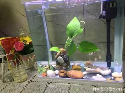 魚缸里養(yǎng)的魚為什么老是死？（如何改善魚缸水質(zhì)？）