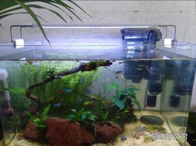 魚缸里養(yǎng)的魚為什么老是死？（如何改善魚缸水質(zhì)？）