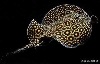 河南牧發生物科技有限公司（河南牧發生物科技有限公司怎么樣）