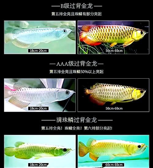 金龍魚價格大全集