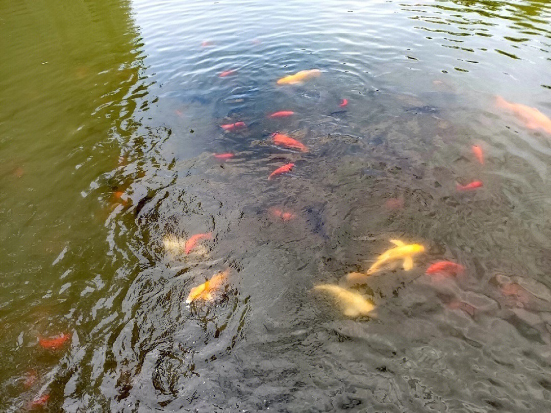 西昌市一九八八水族部落館（西昌水族館在哪里）