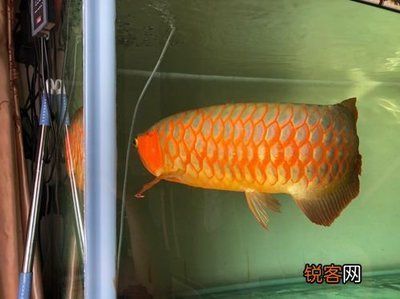龍魚價格最貴的品種是什么，血紅龍魚、白金龍魚、大紅龍魚、金頭過背金龍魚的價格
