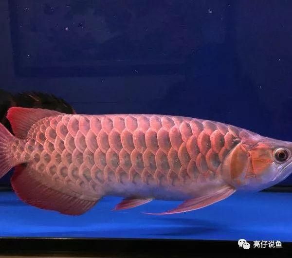 龍魚價格最貴的品種是什么，血紅龍魚、白金龍魚、大紅龍魚、金頭過背金龍魚的價格
