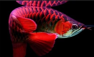 龍魚(yú)靠什么捕食（龍魚(yú)的捕食方式） 龍魚(yú)靠什么捕食（龍魚(yú)的捕食方式） 龍魚(yú)百科 第4張