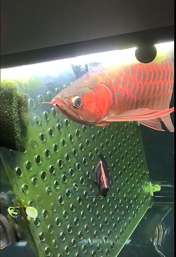 紅龍發色期間需要24小時照燈嗎？