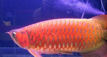 紅色金龍魚(yú)價(jià)格(紅色金龍魚(yú)價(jià)格因其品種、大小、健康狀況等因素差異) 龍魚(yú)百科 第2張 紅色金龍魚(yú)價(jià)格(紅色金龍魚(yú)價(jià)格因其品種、大小、健康狀況等因素差異) 紅色金龍魚(yú)價(jià)格(紅色金龍魚(yú)價(jià)格因其品種、大小、健康狀況等因素差異) 龍魚(yú)百科 第2張