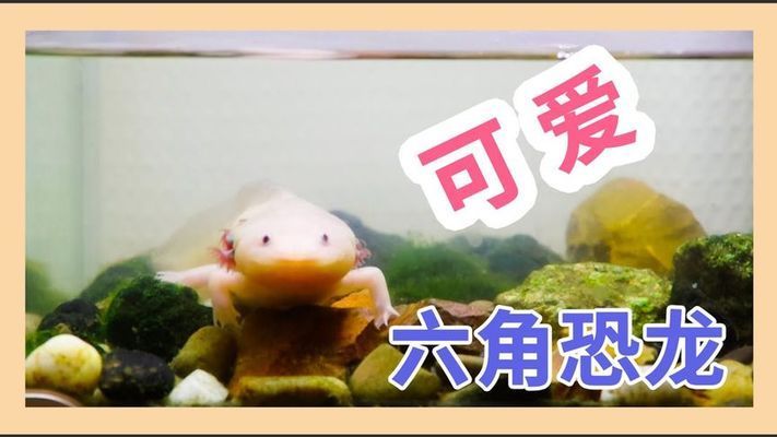 六角恐龍魚水缸怎么布置圖片：六角恐龍魚水缸布置技巧，