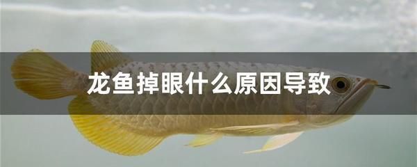 龍魚小夜燈的正確安裝（龍魚小夜燈安裝在魚缸頂部的蓋子上，能吸引龍魚的注意）