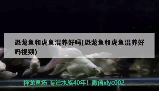 廣西龍魚(yú)是什么魚(yú)