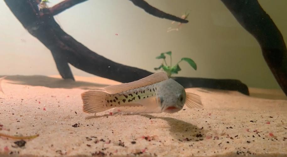 雷龍魚稀有品種圖片