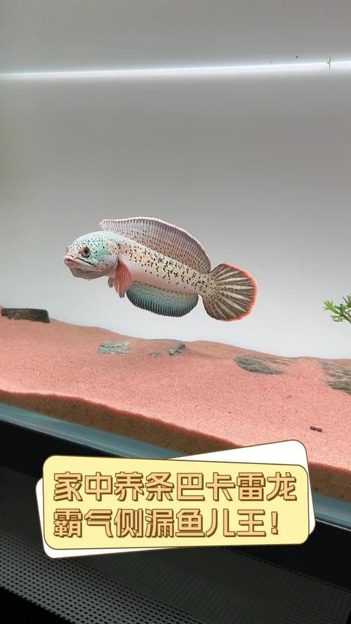 雷龍魚稀有品種圖片