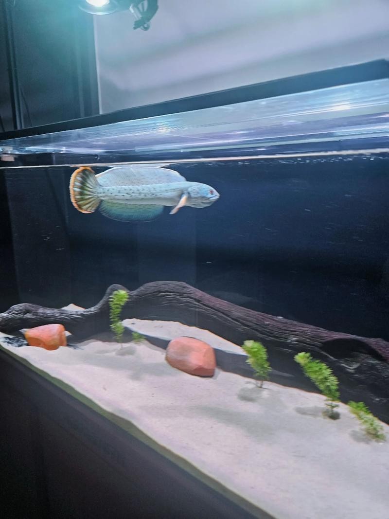 雷龍魚稀有品種圖片