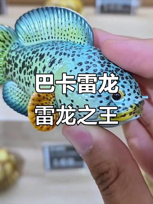 雷龍魚稀有品種圖片