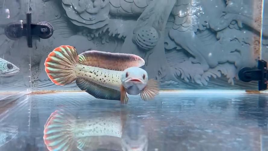 雷龍魚稀有品種圖片