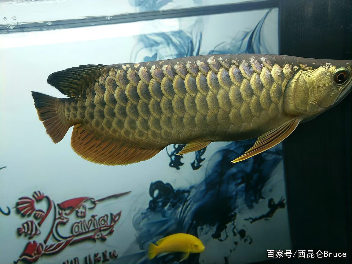 中國最貴金龍魚