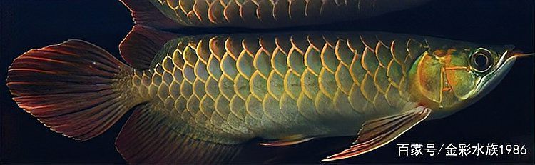 中國最貴金龍魚