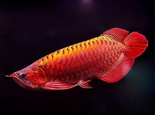 中國最貴金龍魚