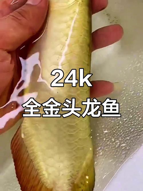 中國最貴金龍魚