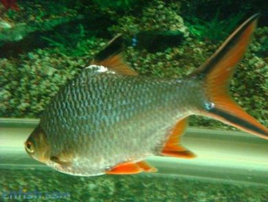 泰國(guó)鯽魚(yú)和龍魚(yú)混養(yǎng)好嗎：泰國(guó)鯽魚(yú)與龍魚(yú)混養(yǎng)需要注意一些事項(xiàng)，泰國(guó)鯽魚(yú)可以混養(yǎng)嗎 泰國(guó)鯽魚(yú)和龍魚(yú)混養(yǎng)好嗎：泰國(guó)鯽魚(yú)與龍魚(yú)混養(yǎng)需要注意一些事項(xiàng)，泰國(guó)鯽魚(yú)可以混養(yǎng)嗎 龍魚(yú)百科 第1張