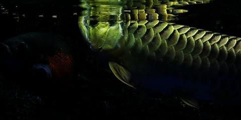 金龍魚吃泥鰍要把泥鰍弄死嗎：喂食金龍魚泥鰍時需要注意以下幾點處理泥鰍的處理方法