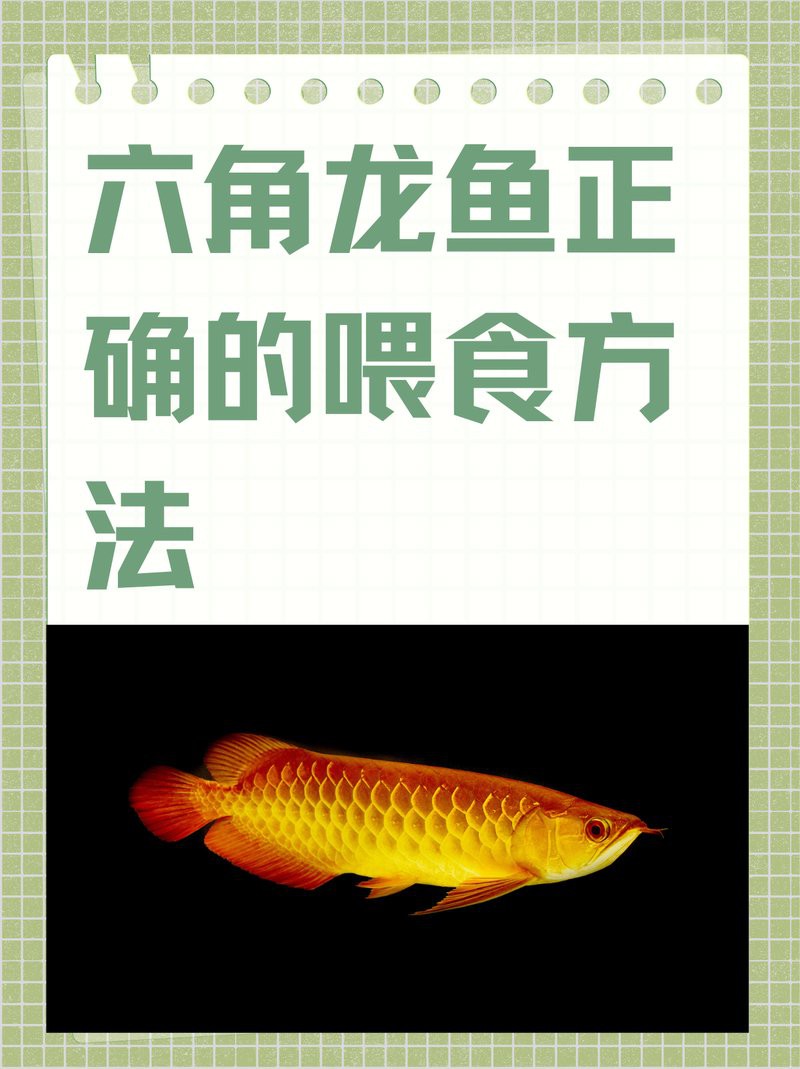 六角龍魚多久喂一次水果合適？