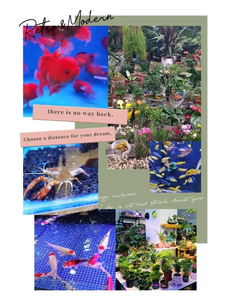 哈爾濱龍魚魚苗批發(fā)市場地址在哪兒 哈爾濱龍魚魚苗批發(fā)市場地址在哪兒 龍魚百科 第3張