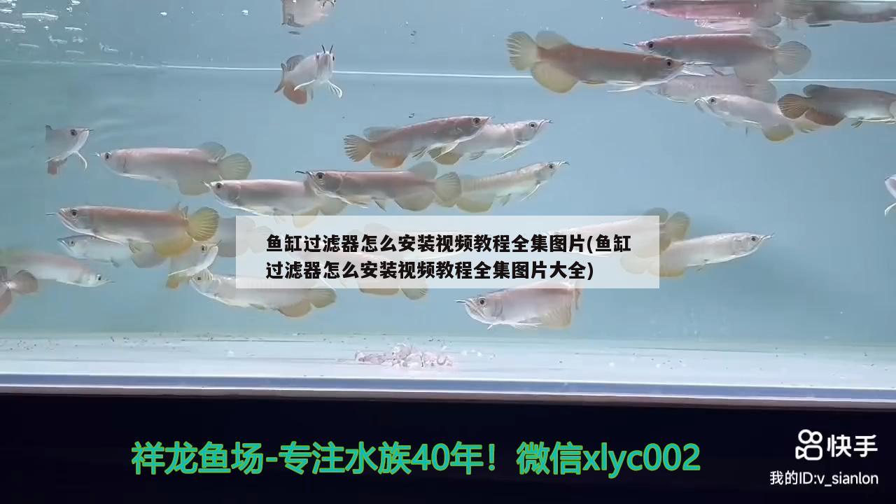 營口經(jīng)濟技術(shù)開發(fā)區(qū)綠色空間花店 營口經(jīng)濟技術(shù)開發(fā)區(qū)綠色空間花店 全國水族館企業(yè)名錄 第3張