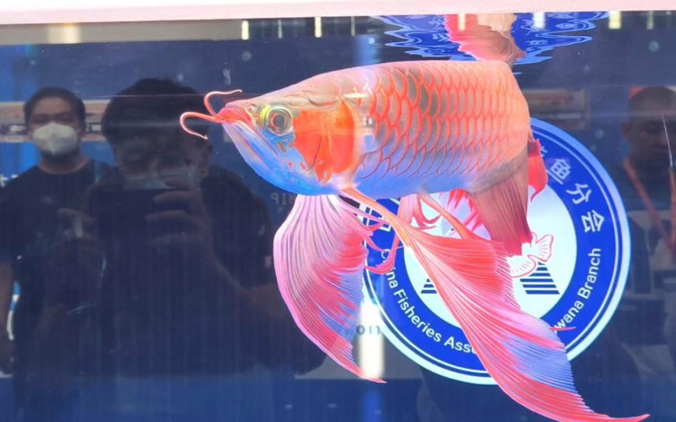 如何找到更多龍魚賽事視頻？