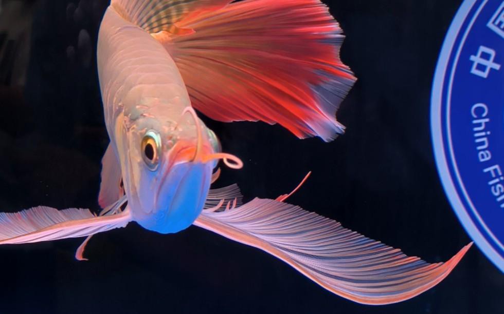 如何找到更多龍魚賽事視頻？