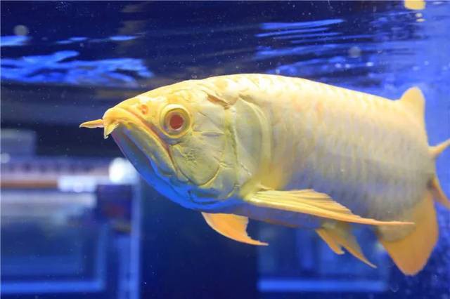 如何找到更多龍魚賽事視頻？