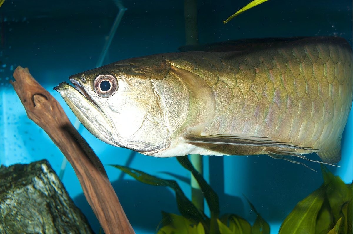 龍魚可以用手抓嗎