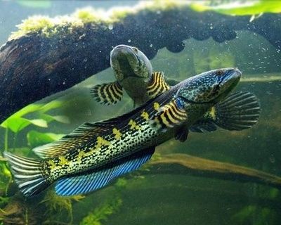 雷龍魚 混養（雷龍魚混養的水質要求） 雷龍魚 混養（雷龍魚混養的水質要求） 龍魚百科 第1張