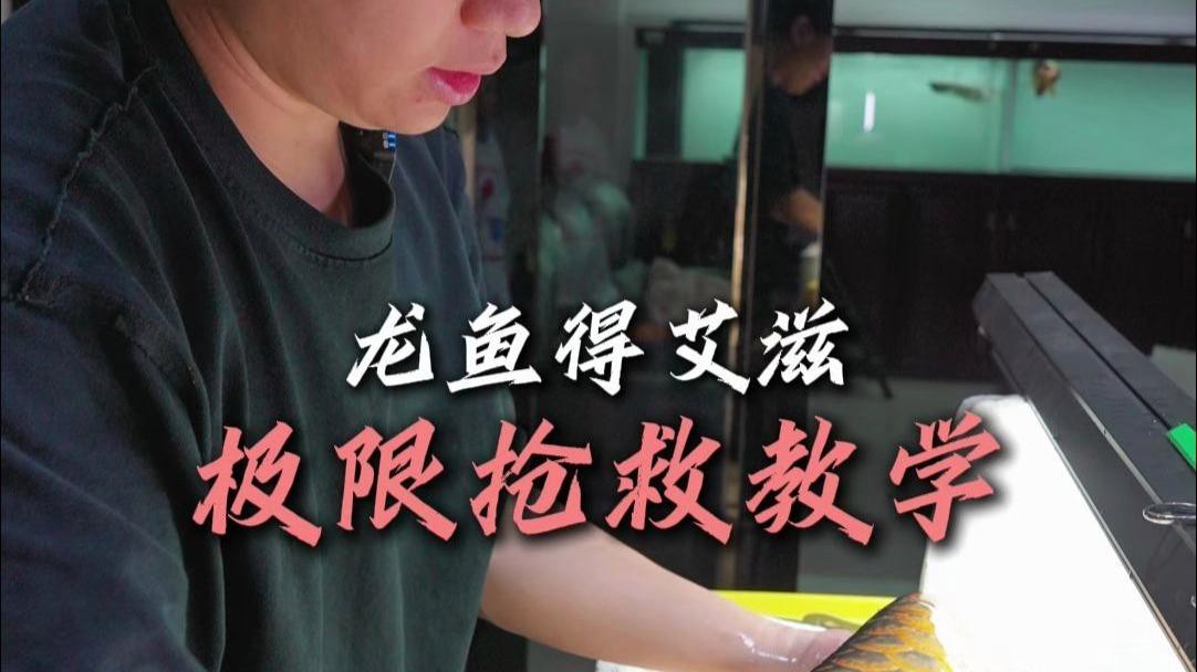 如何預防大湖紅龍疾病？ 如何預防大湖紅龍疾病？ 龍魚百科 第6張