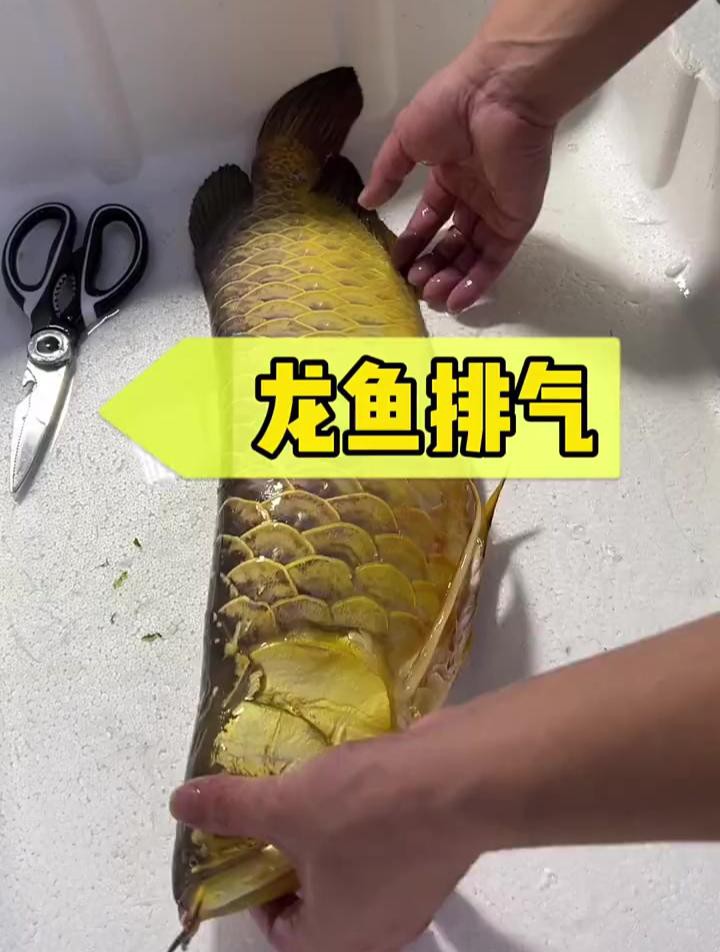 如何預防大湖紅龍疾病？ 如何預防大湖紅龍疾病？ 龍魚百科 第3張