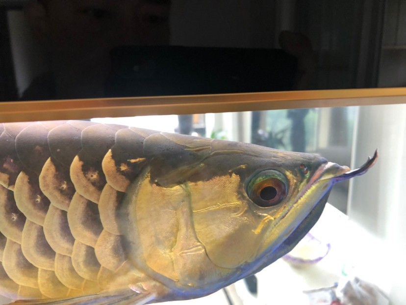 昌邑市北海路凱寧水族店 全國水族館企業名錄 第1張 昌邑市北海路凱寧水族店 昌邑市北海路凱寧水族店 全國水族館企業名錄 第1張