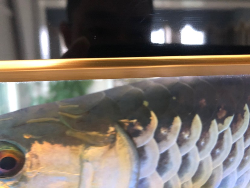 昌邑市北海路凱寧水族店 全國水族館企業名錄 第2張 昌邑市北海路凱寧水族店 昌邑市北海路凱寧水族店 全國水族館企業名錄 第2張