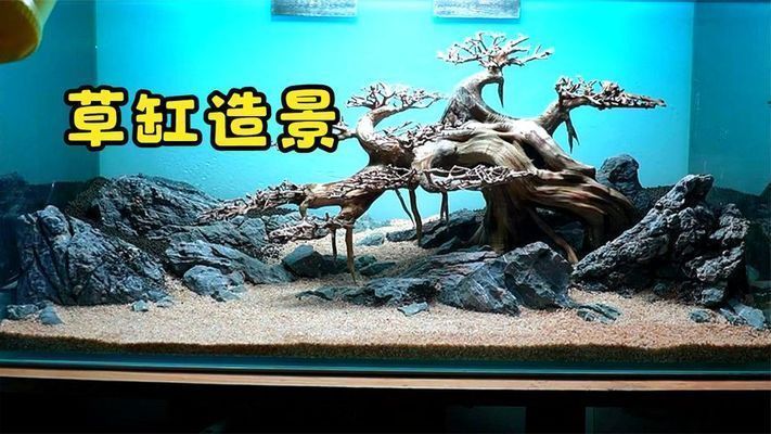 萊州市石坊路色彩怡然水族館（萊州市石坊路色彩怡然水族館電話）