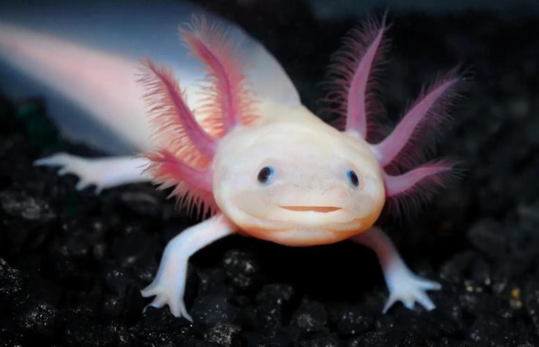 藍色恐龍魚
