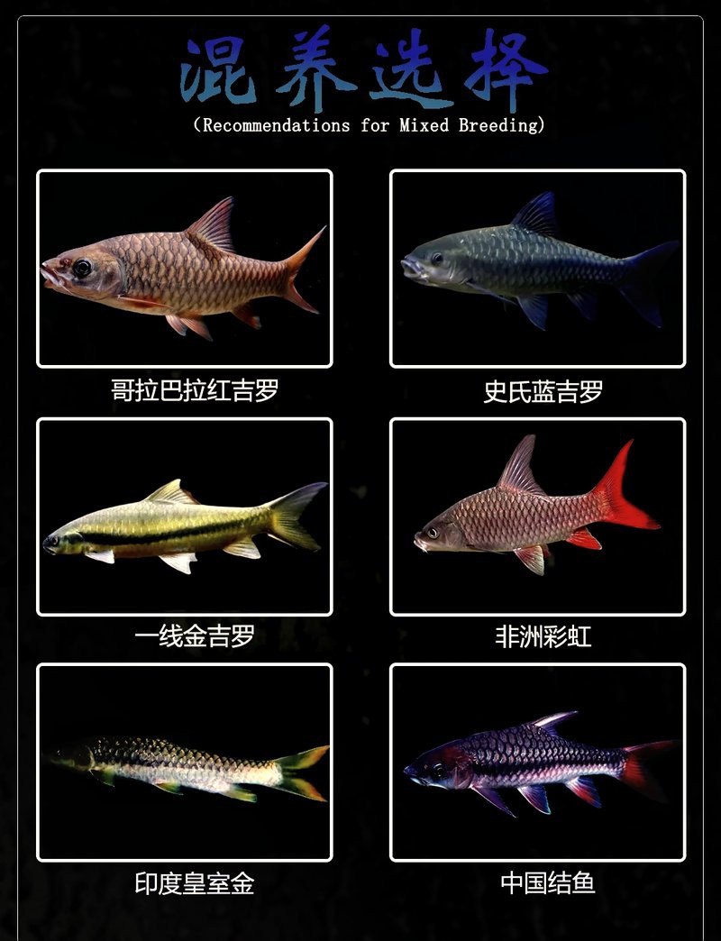 藍色恐龍魚