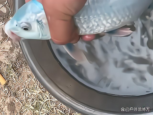 藍色恐龍魚