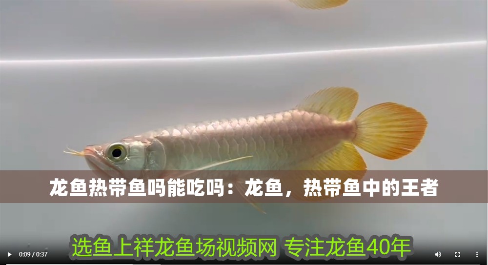 龍魚熱帶魚嗎能吃嗎：龍魚，熱帶魚中的王者
