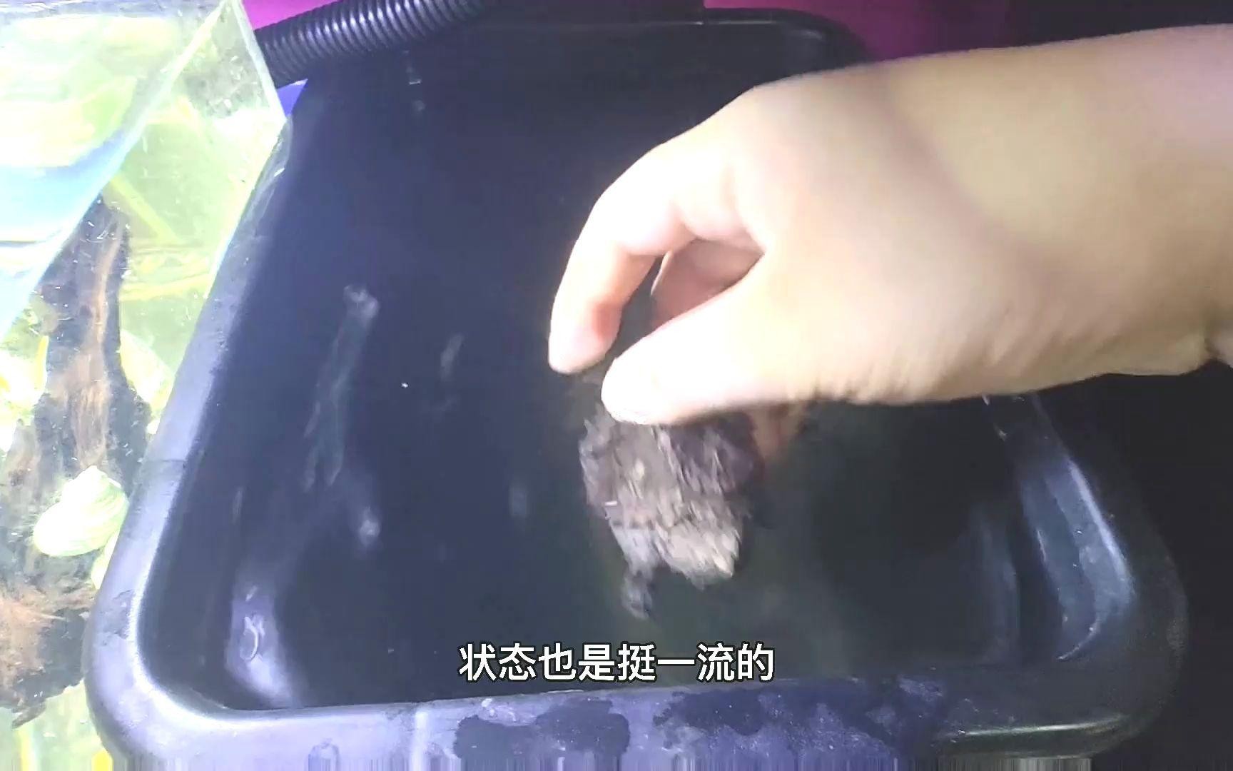 龍魚跳缸后多久可以恢復正常