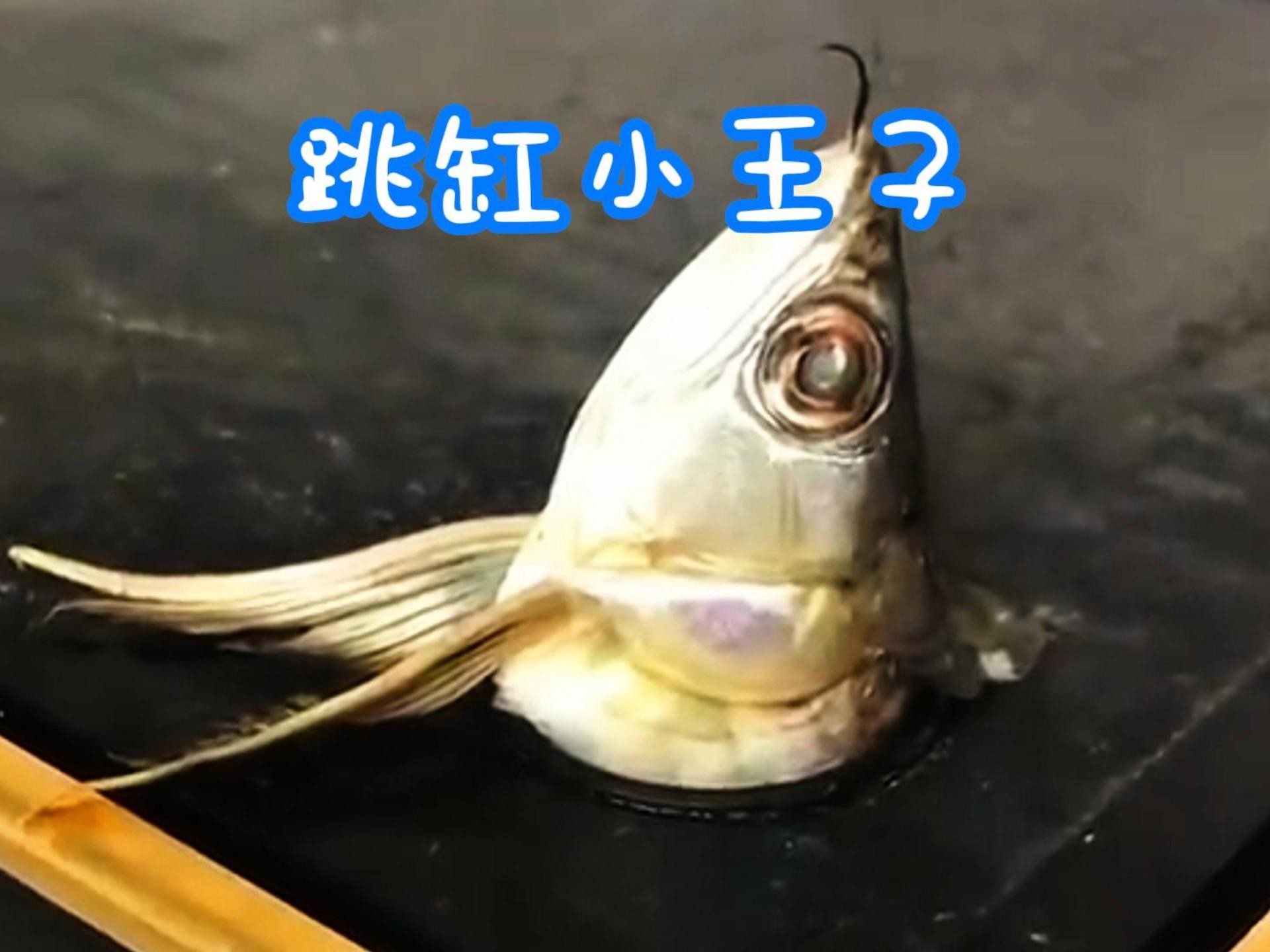 龍魚跳缸后多久可以恢復正常