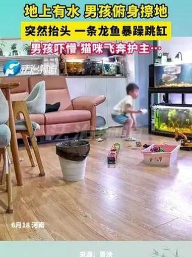 龍魚跳缸后多久可以恢復正常