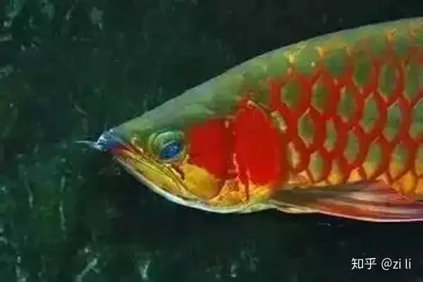 龍魚相關的鱗底部分語會幫助我們挑選龍魚，辨別龍魚真假，如何挑選一條龍魚 龍魚相關的鱗底部分語會幫助我們挑選龍魚，辨別龍魚真假，如何挑選一條龍魚 龍魚百科 第16張